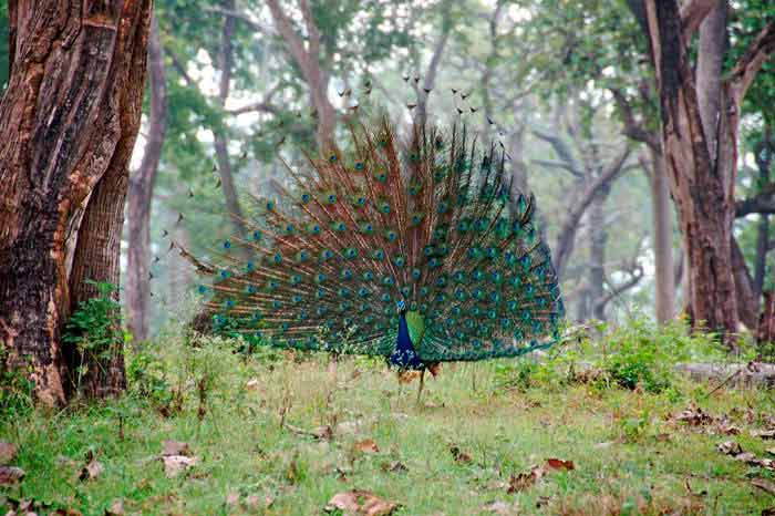 Jungle Holidayz, Jungle Holidays, Jungle Holidayz Masinagudi, Masinagudi Jeep Safari, Masinagudi Trekking, Masinagudi Gipsy Safari, Masinagudi Waterfalls, Masinagudi Camp Fire, Masinagudi Historical Places, Masinagudi Sightseeing,  Masinagudi Trekking, Masinagudi Travels, Masinagudi Tours, Masinagudi Tours And Travels, Car Rents Masinagudi, Car Rentals Ooty, Cab Services Masinagudi, Cab Rentals, Taxi Rentals, Travels Masinagudi, Tourism Masinagudi, Jungle Holidayz Ooty, Ooty Jeep Safari, Ooty Trekking, Ooty Gipsy Safari, Ooty Waterfalls, Ooty Camp Fire, Ooty Historical Places, Ooty Sightseeing, Mysore Sightseeing,  Masinagudi, Masinagudi Resorts,  Masinagudi  Resort, Masinagudi Resorts, Masinagudi Hotels, Masinagudi Jungle Lodge, Masinagudi Jungle, Masinagudi Wild Life Resorts, Masinagudi Forest Hotel, Masinagudi Forest Resorts, Wildlife Resorts In Masinagudi, Masinagudi Cottages, Masinagudi Resorts Tree House, Jungle Retreat Resort Masinagudi, Jungle Hut Resort Masinagudi, Masinagudi Resorts Tariff, Safari Land Resort Masinagudi, Masinagudi Location, Masinagudi Home Stay, Masinagudi Jungle Resort, Masinagudi Cottages, Masinagudi Tree House, Masinagudi Weather, Masinagudi To Ooty, Most Popular Resorts In Masinagudi, Best Masinagudi Resorts, Hotels In Masinagudi, Resorts In Masinagudi, Cottages In Masinagudi, Home Stay In Masinagudi, Rooms In Masinagudi, Bird Watching Masinagudi,  Birding In Masinagudi, Wildlife Resort In Masinagudi, Resorts In Masinagudi-Mudumalai, Masinagudi Location, Fire Camp In Masinagudi,  Masinagudi To Ooty, Masinagudi To Chennai,  Masinagudi To Coimbatore,  Masinagudi To Bangalore, Masinagudi Jungle Trekking,  Trekking In Masinagudi, Masinagudi Trekking Booking, Trekking Booking Ooty, Trekking Mudumalai, Trekking Nilgiris, Masinagudi Resort Booking, Masinagudi Cottage Booking, Places To Stay In Masinagudi, Trekking Through Masinagudi, Activities In Masinagudi Such As Trekking,  Adventure Jungle Camping, Adventure Jungle Package, Jungle Camping,  Jungle Package,  Luxury Adventure Package, Tree Top Package, Best Family Resort In Masinagudi, Best Family Resort In Masinagudi Mudumalai  Forest, Masinagudi Forest Wildlife Resort, Masinagudi Trekking Cost, Masinagudi Trekking Booking, Masinagudi Jeep Safari,  Masinagudi Trekking Shed, Vibudhimalai Trek, Activities In Masinagudi Mudumalai Trekking,  Night Trekking In Masinagudi, Best Forest Resort In Masinagudi‎ , Wildlife Forest Lodges & Resorts In Masinagudi