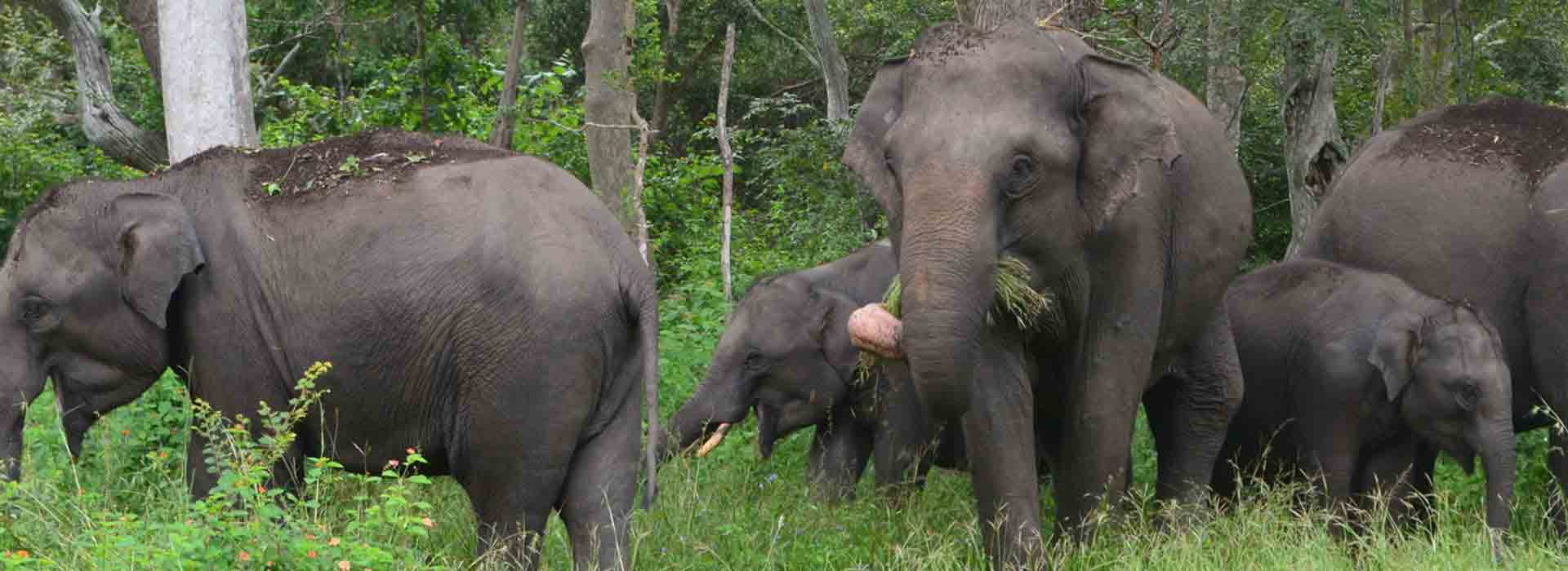 Jungle Holidayz, Jungle Holidays, Jungle Holidayz Masinagudi, Masinagudi Jeep Safari, Masinagudi Trekking, Masinagudi Gipsy Safari, Masinagudi Waterfalls, Masinagudi Camp Fire, Masinagudi Historical Places, Masinagudi Sightseeing,  Masinagudi Trekking, Masinagudi Travels, Masinagudi Tours, Masinagudi Tours And Travels, Car Rents Masinagudi, Car Rentals Ooty, Cab Services Masinagudi, Cab Rentals, Taxi Rentals, Travels Masinagudi, Tourism Masinagudi, Jungle Holidayz Ooty, Ooty Jeep Safari, Ooty Trekking, Ooty Gipsy Safari, Ooty Waterfalls, Ooty Camp Fire, Ooty Historical Places, Ooty Sightseeing, Mysore Sightseeing,  Masinagudi, Masinagudi Resorts,  Masinagudi  Resort, Masinagudi Resorts, Masinagudi Hotels, Masinagudi Jungle Lodge, Masinagudi Jungle, Masinagudi Wild Life Resorts, Masinagudi Forest Hotel, Masinagudi Forest Resorts, Wildlife Resorts In Masinagudi, Masinagudi Cottages, Masinagudi Resorts Tree House, Jungle Retreat Resort Masinagudi, Jungle Hut Resort Masinagudi, Masinagudi Resorts Tariff, Safari Land Resort Masinagudi, Masinagudi Location, Masinagudi Home Stay, Masinagudi Jungle Resort, Masinagudi Cottages, Masinagudi Tree House, Masinagudi Weather, Masinagudi To Ooty, Most Popular Resorts In Masinagudi, Best Masinagudi Resorts, Hotels In Masinagudi, Resorts In Masinagudi, Cottages In Masinagudi, Home Stay In Masinagudi, Rooms In Masinagudi, Bird Watching Masinagudi,  Birding In Masinagudi, Wildlife Resort In Masinagudi, Resorts In Masinagudi-Mudumalai, Masinagudi Location, Fire Camp In Masinagudi,  Masinagudi To Ooty, Masinagudi To Chennai,  Masinagudi To Coimbatore,  Masinagudi To Bangalore, Masinagudi Jungle Trekking,  Trekking In Masinagudi, Masinagudi Trekking Booking, Trekking Booking Ooty, Trekking Mudumalai, Trekking Nilgiris, Masinagudi Resort Booking, Masinagudi Cottage Booking, Places To Stay In Masinagudi, Trekking Through Masinagudi, Activities In Masinagudi Such As Trekking,  Adventure Jungle Camping, Adventure Jungle Package, Jungle Camping,  Jungle Package,  Luxury Adventure Package, Tree Top Package, Best Family Resort In Masinagudi, Best Family Resort In Masinagudi Mudumalai  Forest, Masinagudi Forest Wildlife Resort, Masinagudi Trekking Cost, Masinagudi Trekking Booking, Masinagudi Jeep Safari,  Masinagudi Trekking Shed, Vibudhimalai Trek, Activities In Masinagudi Mudumalai Trekking,  Night Trekking In Masinagudi, Best Forest Resort In Masinagudi‎ , Wildlife Forest Lodges & Resorts In Masinagudi